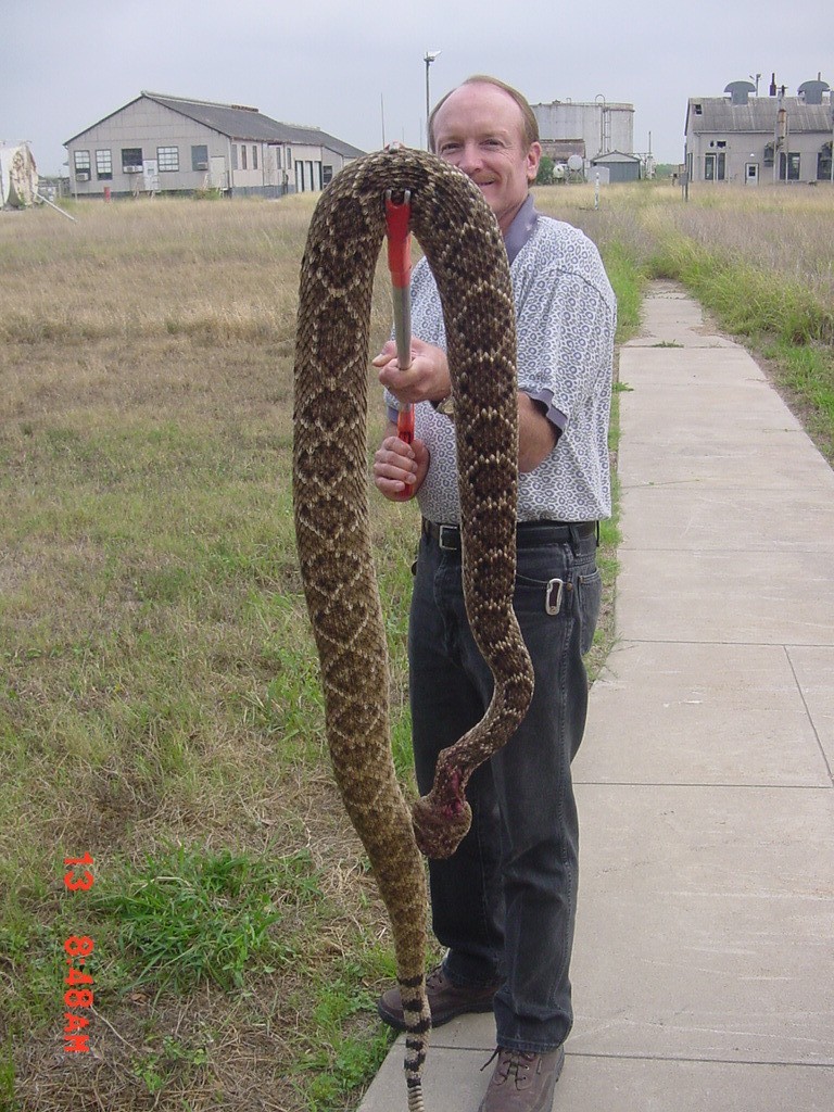 rattlesnake picture from wisconsin